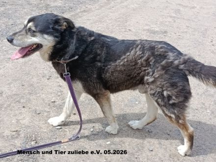 Aslan der perfekte Begleiter