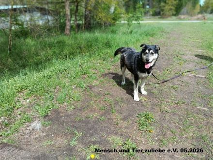 Aslan der perfekte Begleiter