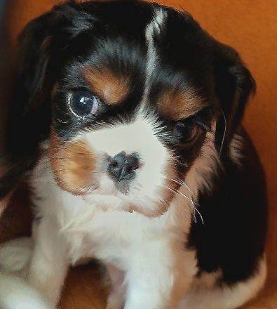 Cavalier King Charles Spaniel Welpen mit Papieren