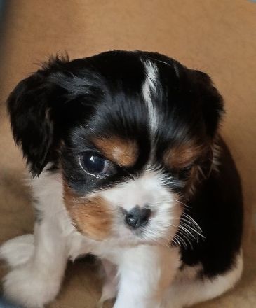 Cavalier King Charles Spaniel Welpen mit Papieren