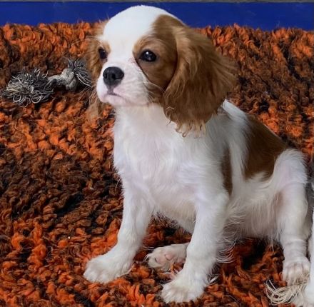 Cavalier King Charles Spaniel Welpe Hündin mit Papieren