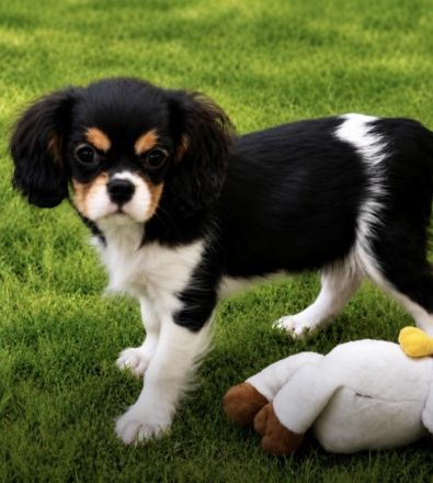 Cavalier King Charles Spaniel Welpen mit Papieren