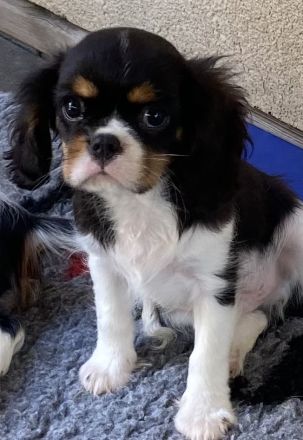 Cavalier King Charles Spaniel Welpen mit Papieren