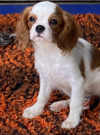 Cavalier King Charles Spaniel Welpe Hündin mit Papieren