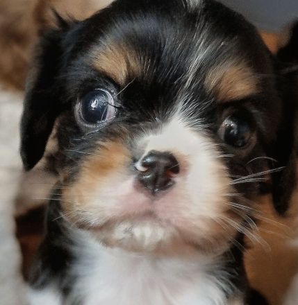 Cavalier King Charles Spaniel Welpen mit Papieren