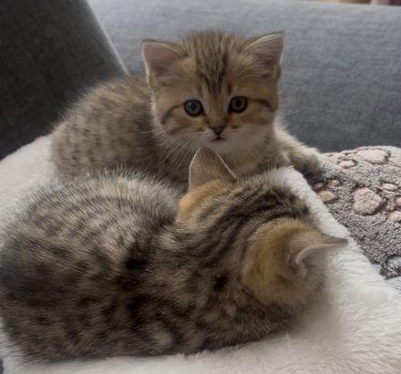 BKH Kitten