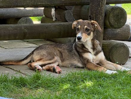 Hazel, aufgewecktes und ausgeglichenes Welpenmädchen ist bereit für ein Für-Immer Zuhause, 5M, 45cm