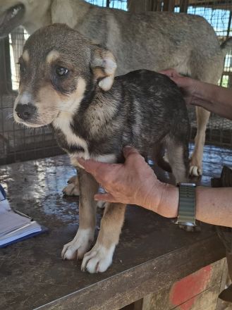 Hazel, kleine, stille Beobachterin mit sanftem Blick ist bereit für ein Für-Immer Zuhause, 4M, 35cm