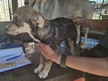 Hazel, kleine, stille Beobachterin mit sanftem Blick ist bereit für ein Für-Immer Zuhause, 4M, 35cm