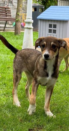 Hazel, aufgewecktes und ausgeglichenes Welpenmädchen ist bereit für ein Für-Immer Zuhause, 5M, 45cm