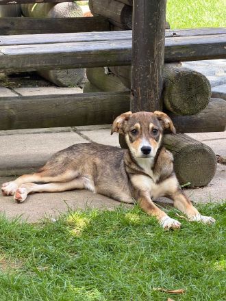 Hazel, aufgewecktes und ausgeglichenes Welpenmädchen ist bereit für ein Für-Immer Zuhause, 5M, 45cm