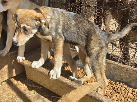 Hazel, kleine, stille Beobachterin mit sanftem Blick ist bereit für ein Für-Immer Zuhause, 4M, 35cm