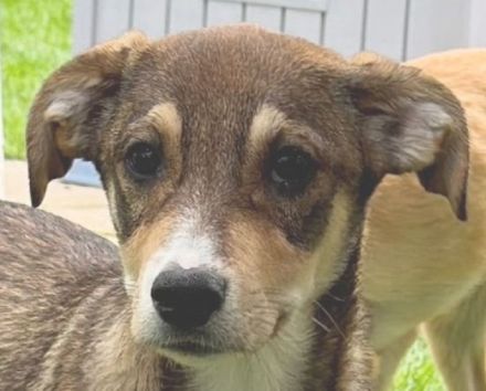 Hazel, aufgewecktes und ausgeglichenes Welpenmädchen ist bereit für ein Für-Immer Zuhause, 5M, 45cm