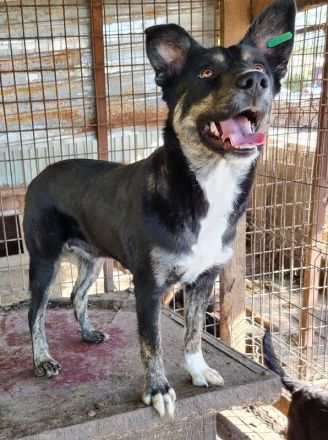 Steffi, menschenbezogene, liebe Hundemama sucht jetzt ein Hundebett für sich alleine, 2J, 50 cm