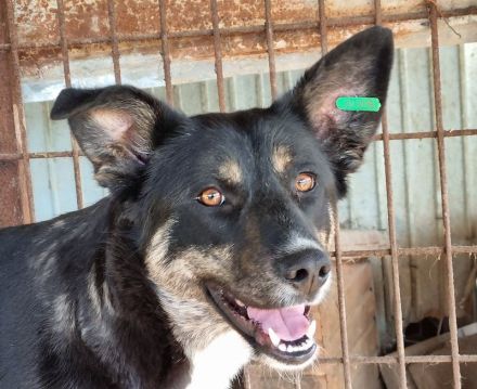 Steffi, menschenbezogene, liebe Hundemama sucht jetzt ein Hundebett für sich alleine, 2J, 50 cm