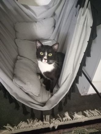 Kater 2,5 J. Freigänger