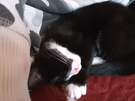 Kater 2,5 J. Freigänger