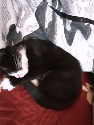 Kater 2,5 J. Freigänger