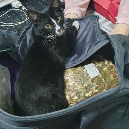 Kater 2,5 J. Freigänger