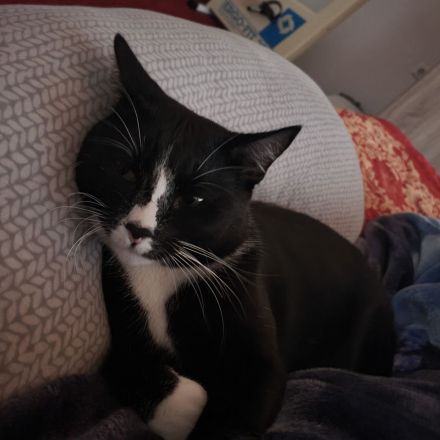 Kater 2,5 J. Freigänger