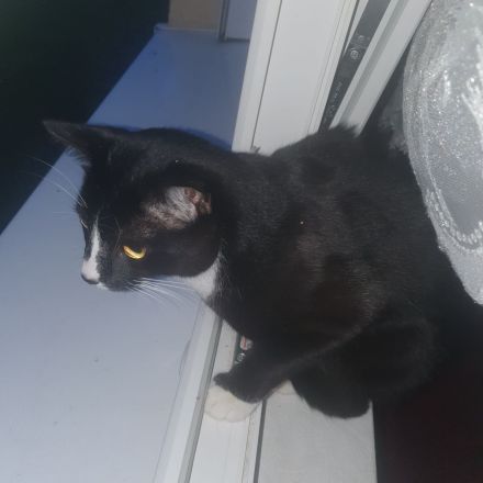 Kater 2,5 J. Freigänger