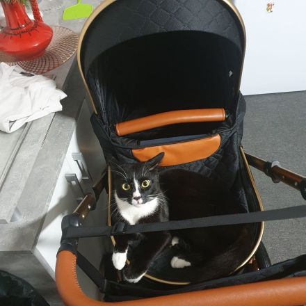 Kater 2,5 J. Freigänger