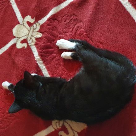 Kater 2,5 J. Freigänger