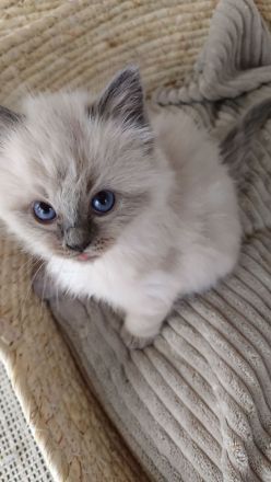 2 Ragdoll Birma Kätzchen, Kitten, Kater