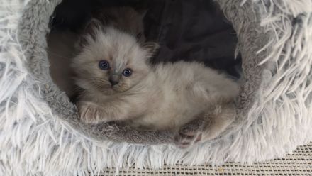 2 Ragdoll Birma Kätzchen, Kitten, Kater