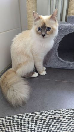 2 Ragdoll Birma Kätzchen, Kitten, Kater