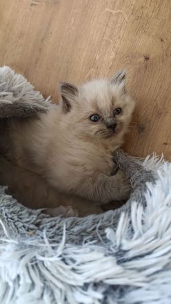 2 Ragdoll Birma Kätzchen, Kitten, Kater