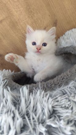 2 Ragdoll Birma Kätzchen, Kitten, Kater