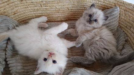 2 Ragdoll Birma Kätzchen, Kitten, Kater