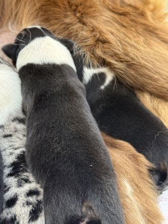 Border-Collie/Australien-Shepherd Welpen