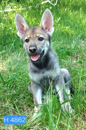 Marxdorfer Wolfshund Welpen