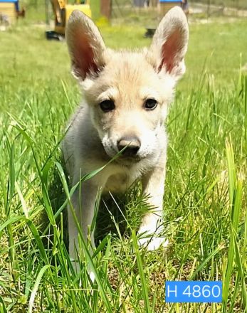 Marxdorfer Wolfshund Welpen