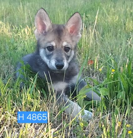 Marxdorfer Wolfshund Welpen