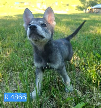 Marxdorfer Wolfshund Welpen