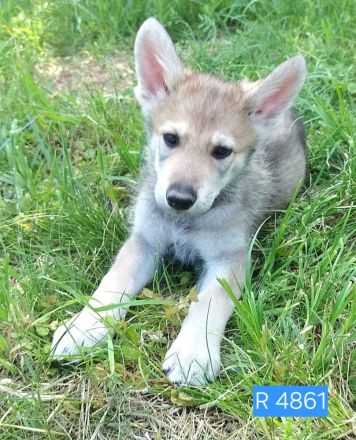 Marxdorfer Wolfshund Welpen