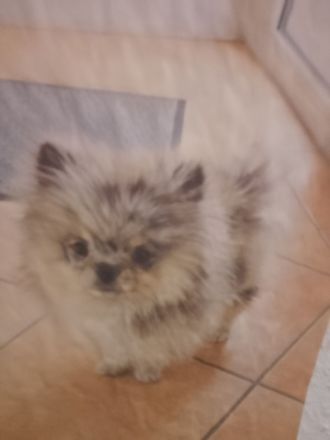Hund zu verkaufen