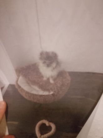 Hund zu verkaufen