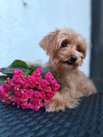 Maltipoo Weibchen mischling Malteser, toypudel
