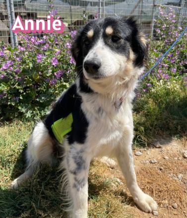 Annie, 04/25 - fröhlicher Wuschel sucht Körbchen
