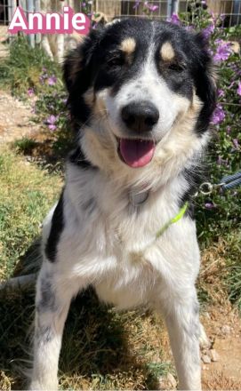 Annie, 04/25 - fröhlicher Wuschel sucht Körbchen