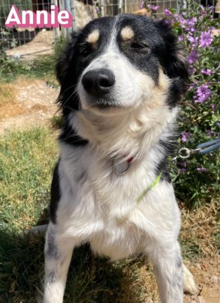 Annie, 04/25 - fröhlicher Wuschel sucht Körbchen
