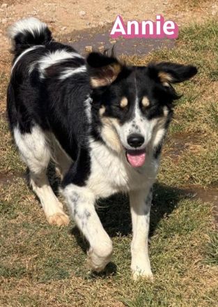 Annie, 04/25 - fröhlicher Wuschel sucht Körbchen