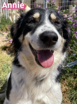 Annie, 04/25 - fröhlicher Wuschel sucht Körbchen