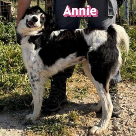 Annie, 04/25 - fröhlicher Wuschel sucht Körbchen