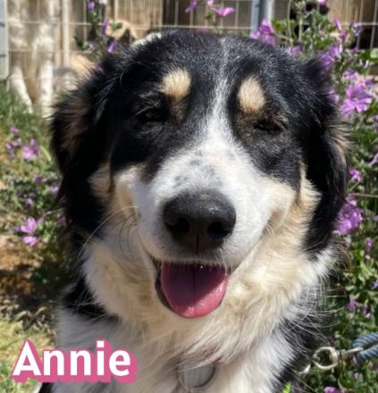 Annie, 04/25 - fröhlicher Wuschel sucht Körbchen