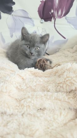 Perser+Türkisch Angora
